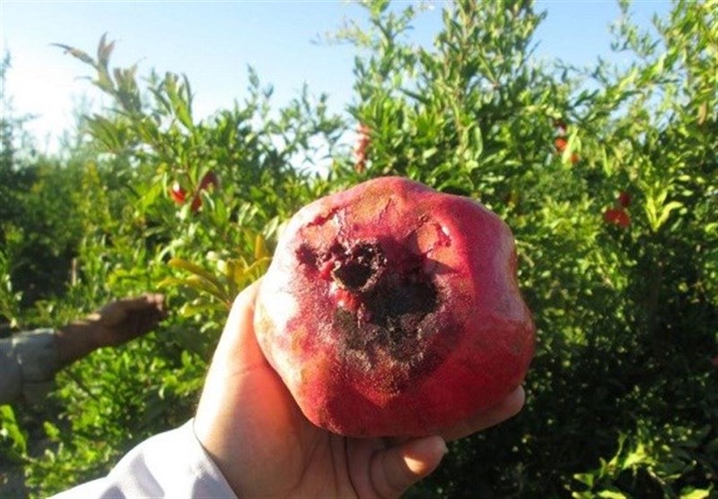 خسارت ۹۵ درصدی به محصولات انار در استان یزد