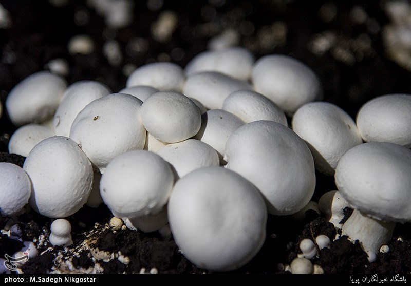 مردم استان یزد از خرید قارچ‌های فله‌ای اجتناب کنند