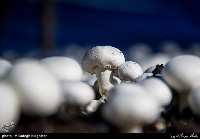 قارچ‌های تولیدی در استان یزد کاملا سالم هستند