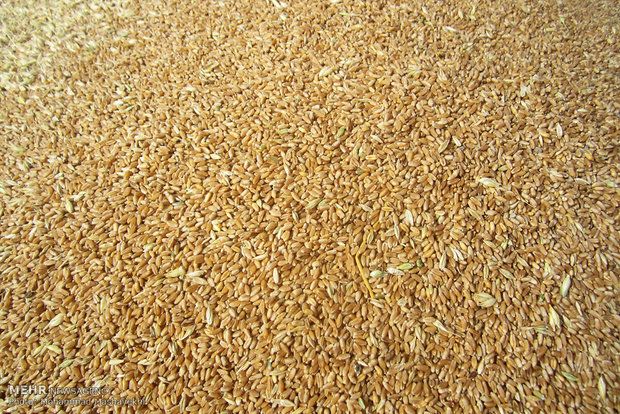 میبد از عمده تولید کنندگان گندم در استان یزد