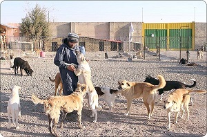 سگ‌های بلاصاحب در یزد صاحب پناهگاه می شوند