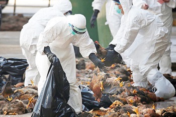 خطر شیوع مجدد آنفولانزای فوق حاد پرندگان در یزد