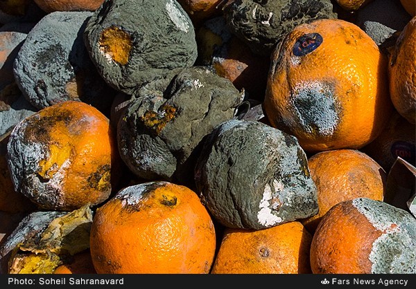 بعد از دفن سیب‌زمینی، نوبت به دور ریز ۲۰ میلیارد تومان پرتقال فاسد رسید!