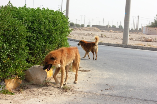 جولان سگ های ولگرد در میبد ادامه دارد/ پیدا و پنهان معضلی که هر روز بزرگتر می شود/ تصویر کودک مجروح از حمله سگ ها