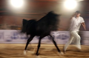 جشنواره اسب اصیل عرب در میبد برگزار می شود