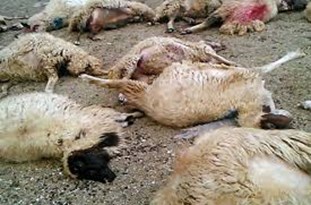 توضیحاتی پیرامون حمله گرگ به گوسفندان دامدار ندوشنی